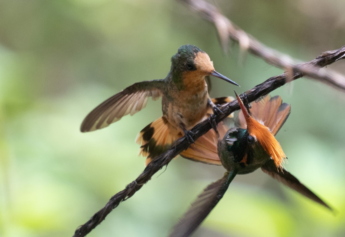 Kızıl Başlıklı Koket - ML645353458