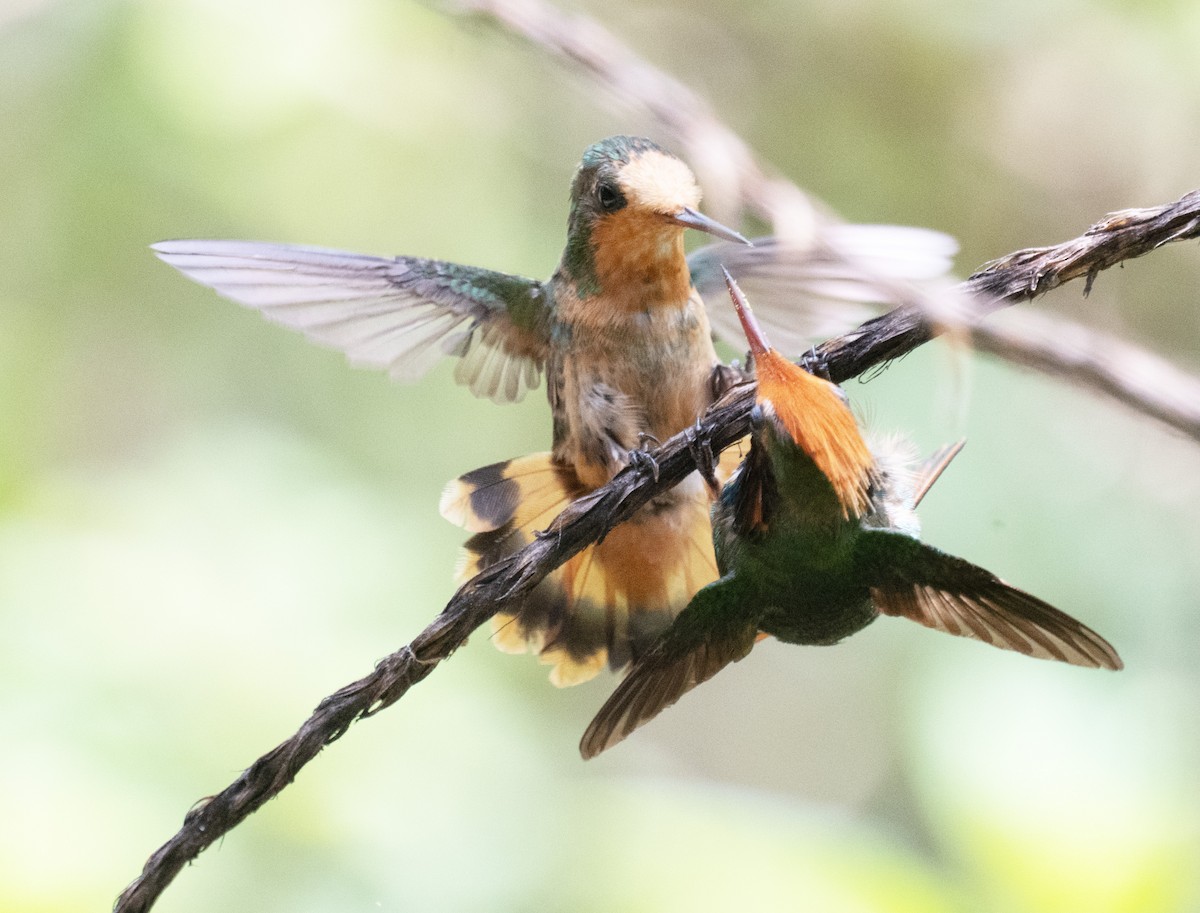 Kızıl Başlıklı Koket - ML645353459