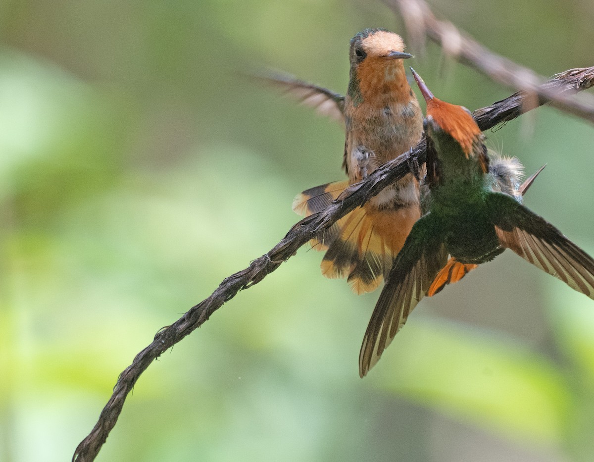 Kızıl Başlıklı Koket - ML645353460