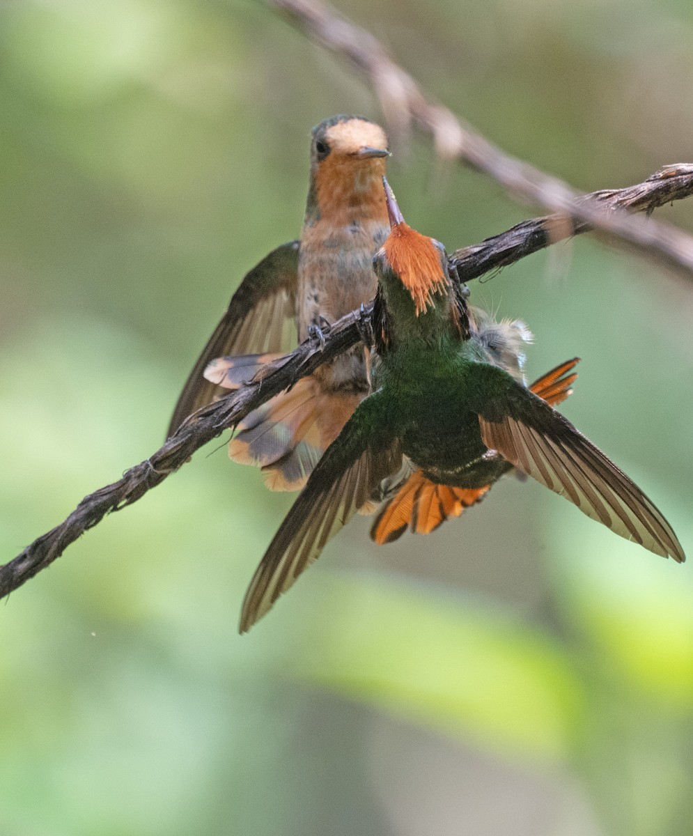 Kızıl Başlıklı Koket - ML645353461