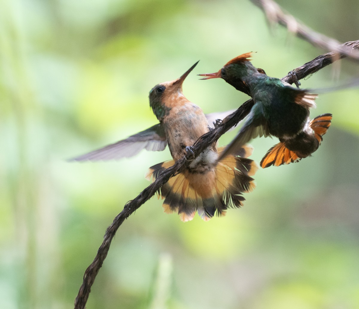 Kızıl Başlıklı Koket - ML645353462