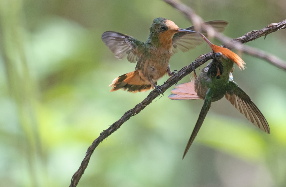 Kızıl Başlıklı Koket - ML645353463