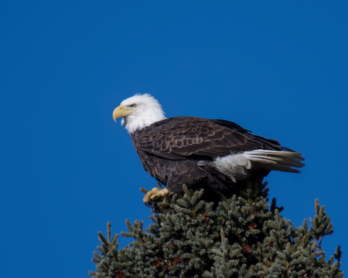 Bald Eagle - ML645353466