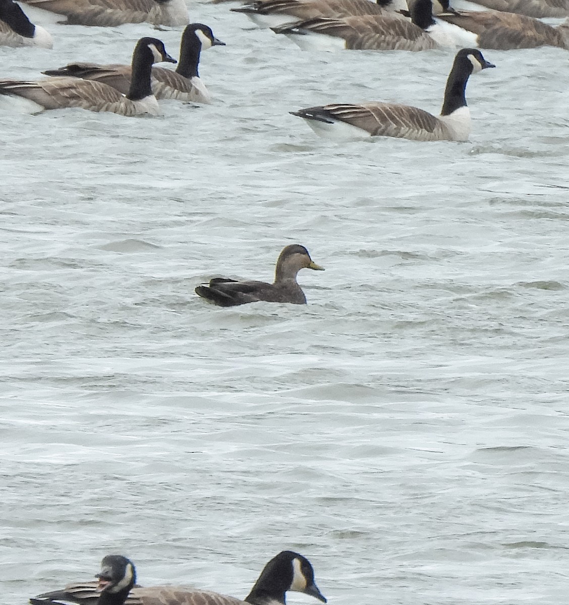 American Black Duck - ML645353470