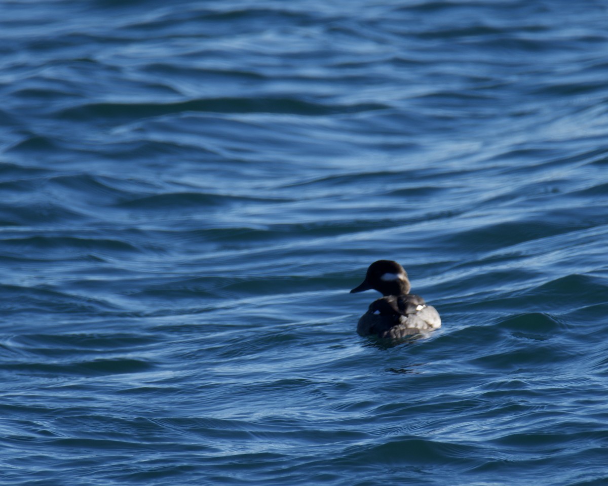Bufflehead - ML645353474