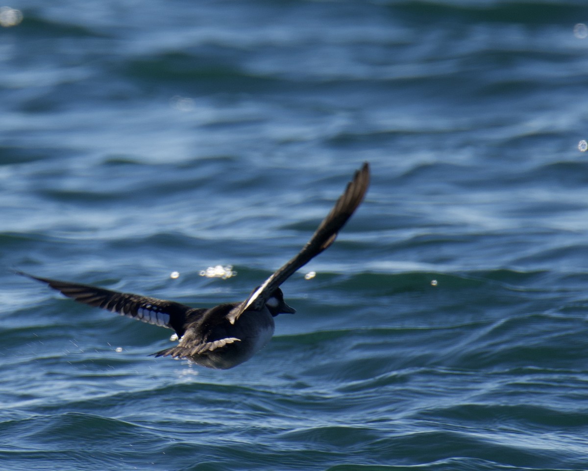 Bufflehead - ML645353475