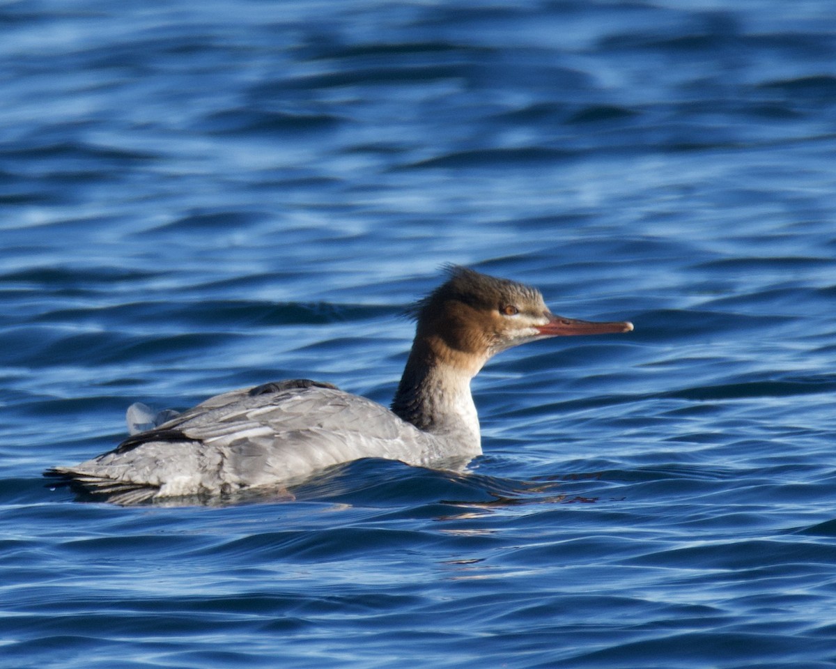 Red-breasted Merganser - ML645353478
