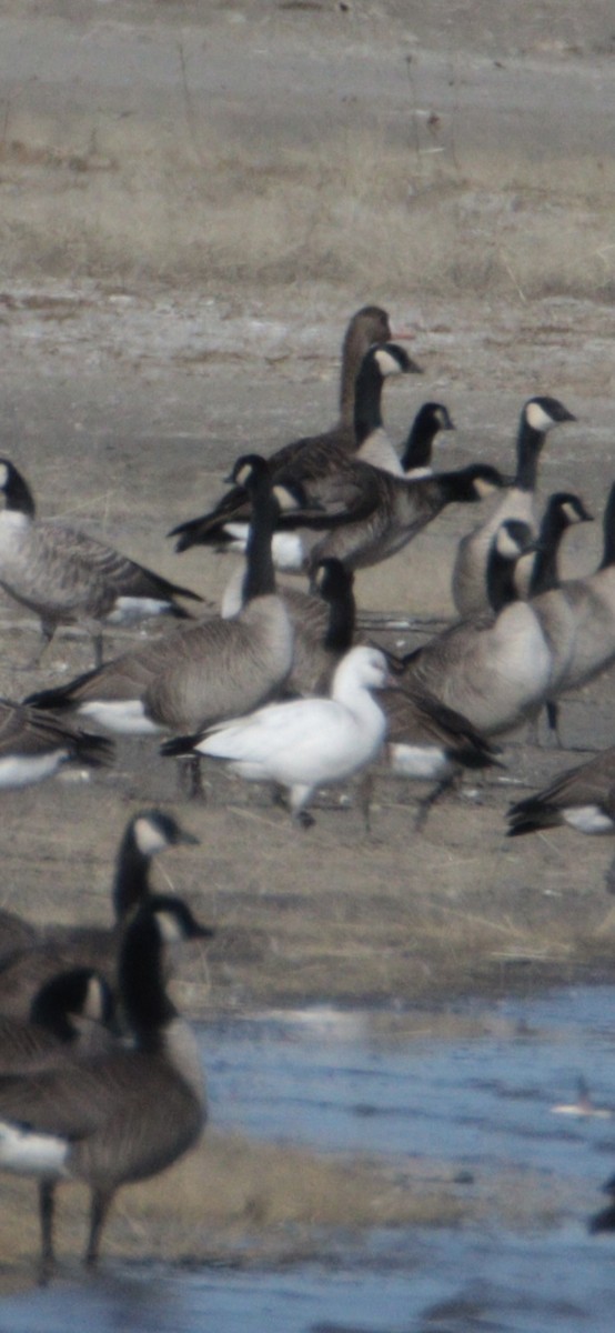 Ross's Goose - ML645353484