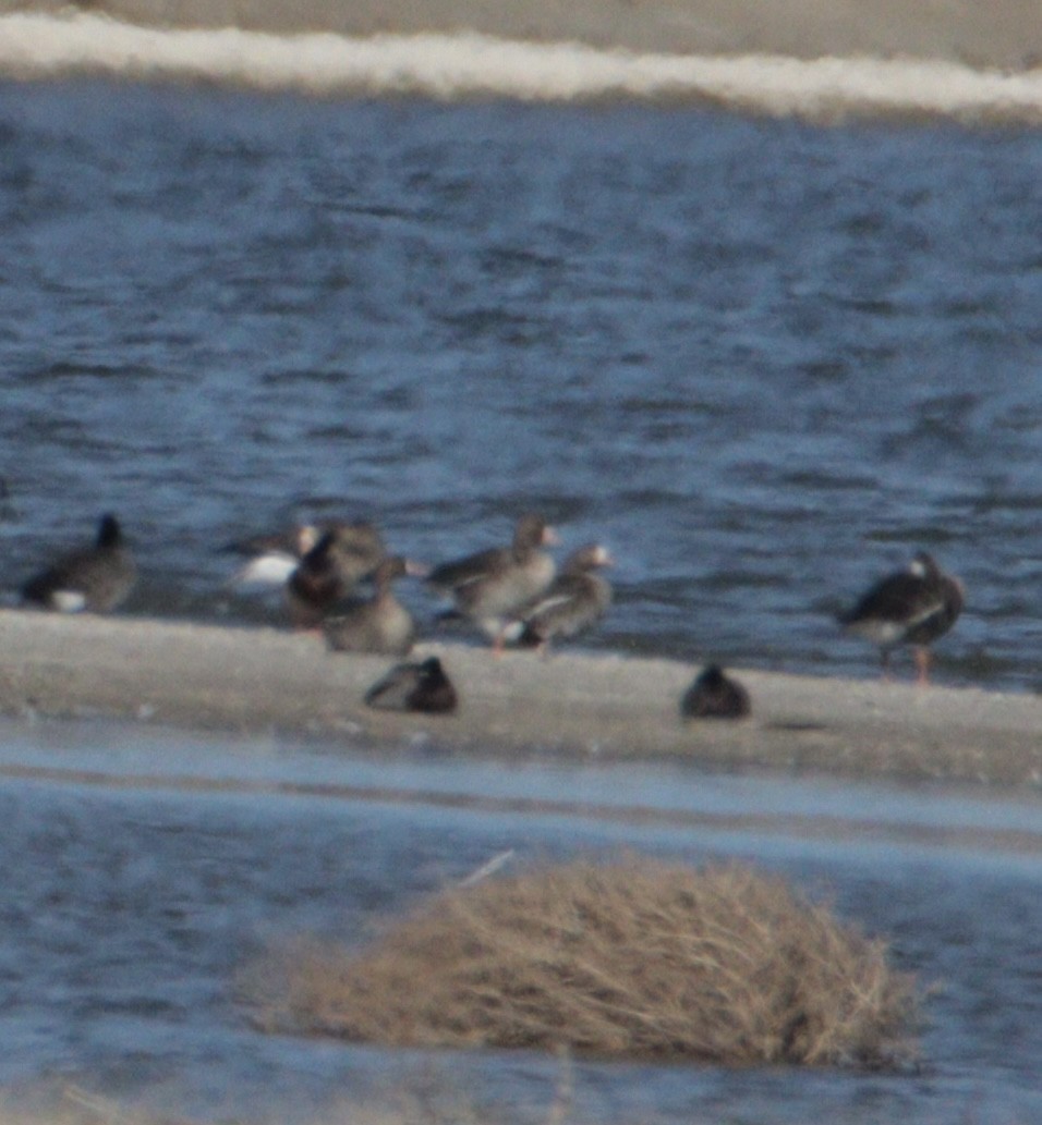 Greater White-fronted Goose - ML645353490