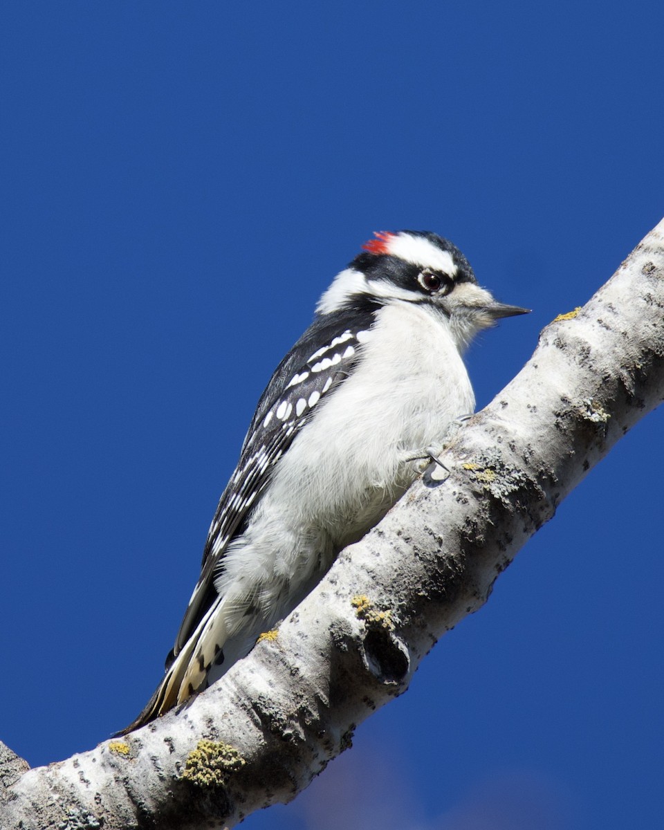 Downy Woodpecker - ML645353501