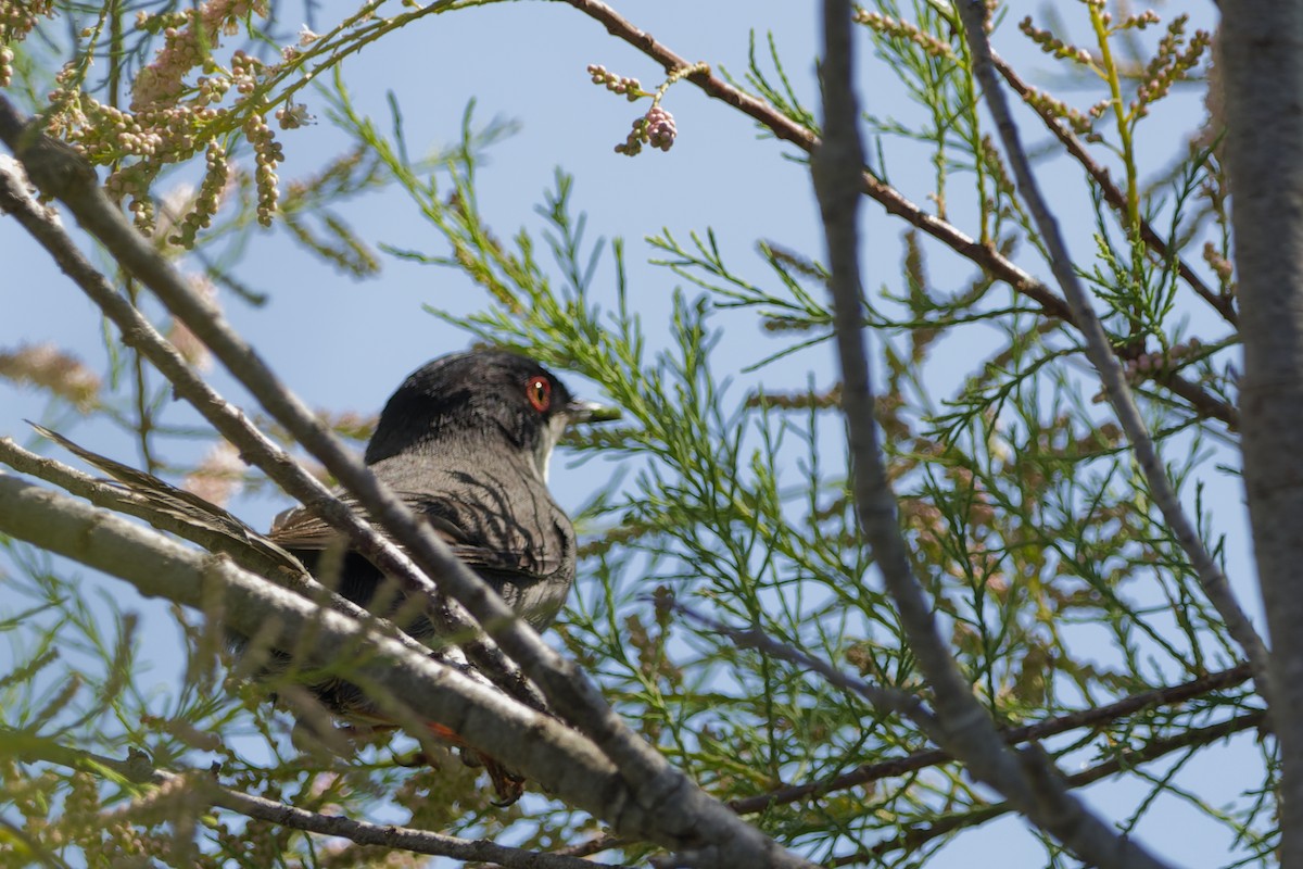 Sardinian Warbler - ML645353502