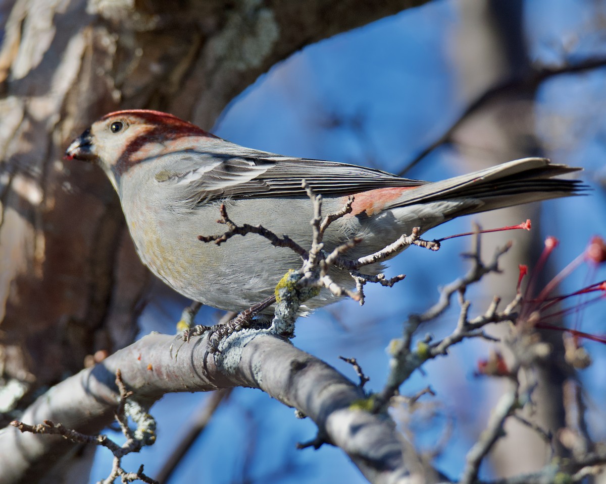 Pine Grosbeak - ML645353513