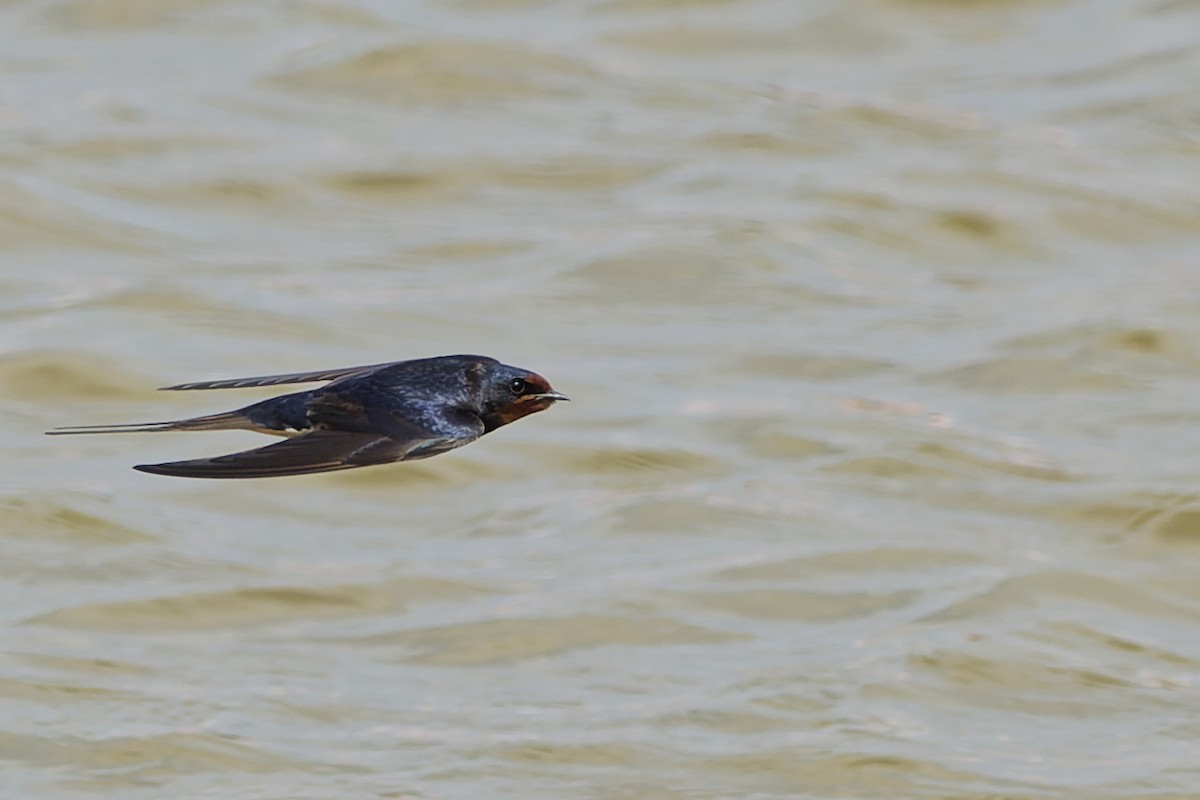 vlaštovka obecná - ML645353516