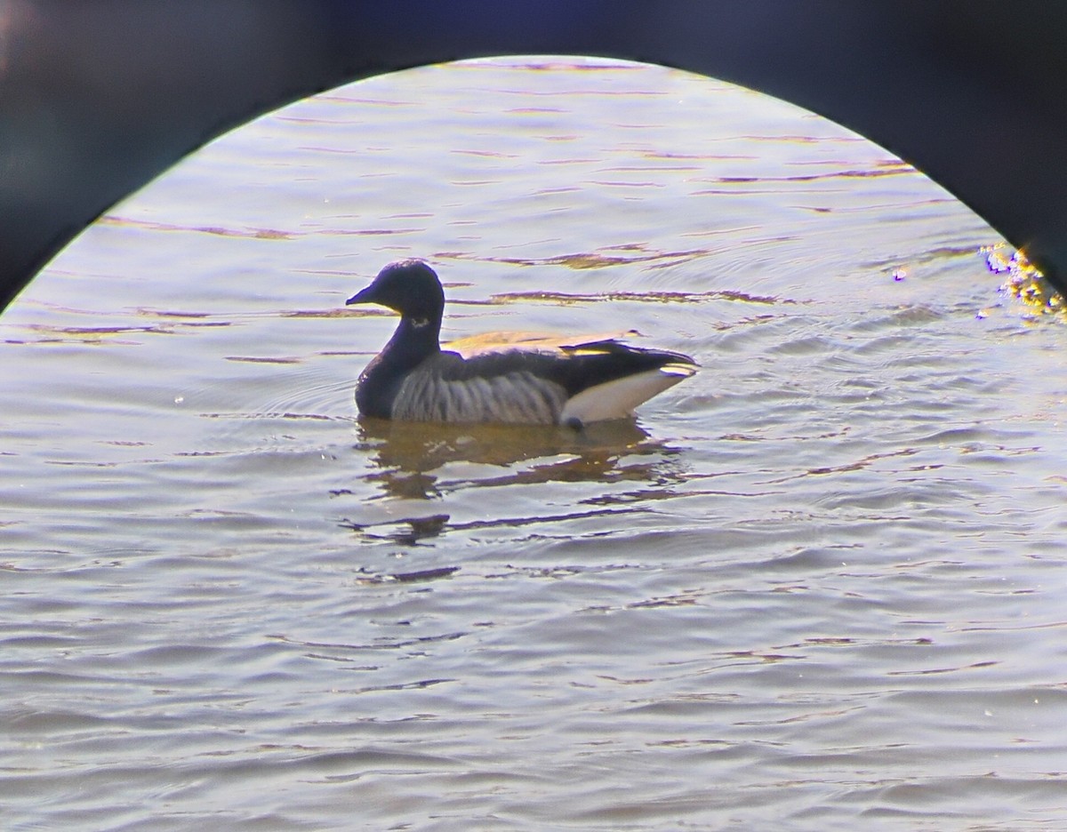 berneška tmavá - ML645353518