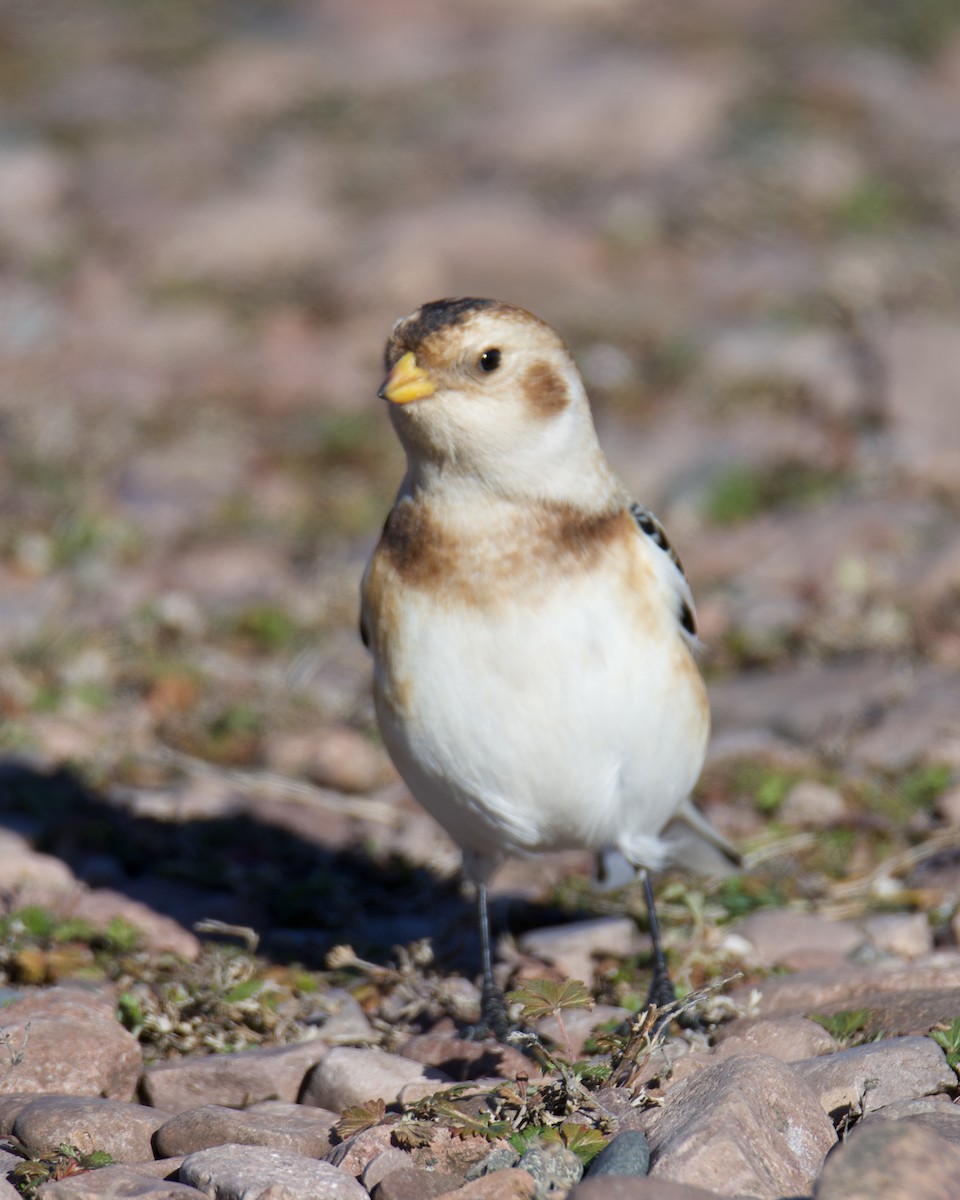 Snow Bunting - ML645353520