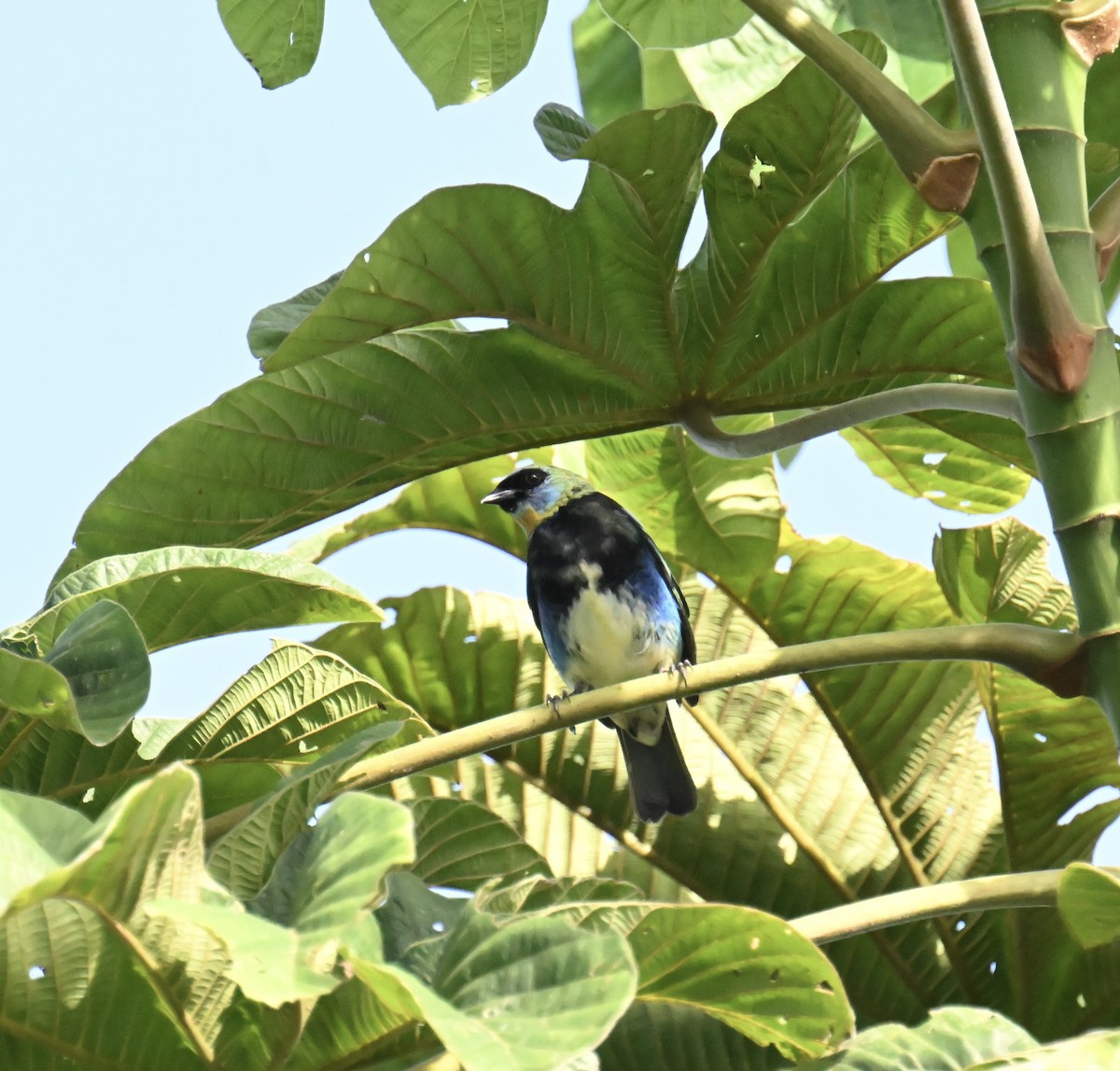 Golden-hooded Tanager - ML645353521