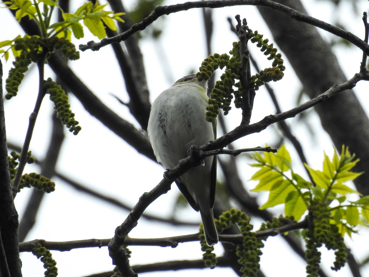 Красноглазый виреон - ML645353522