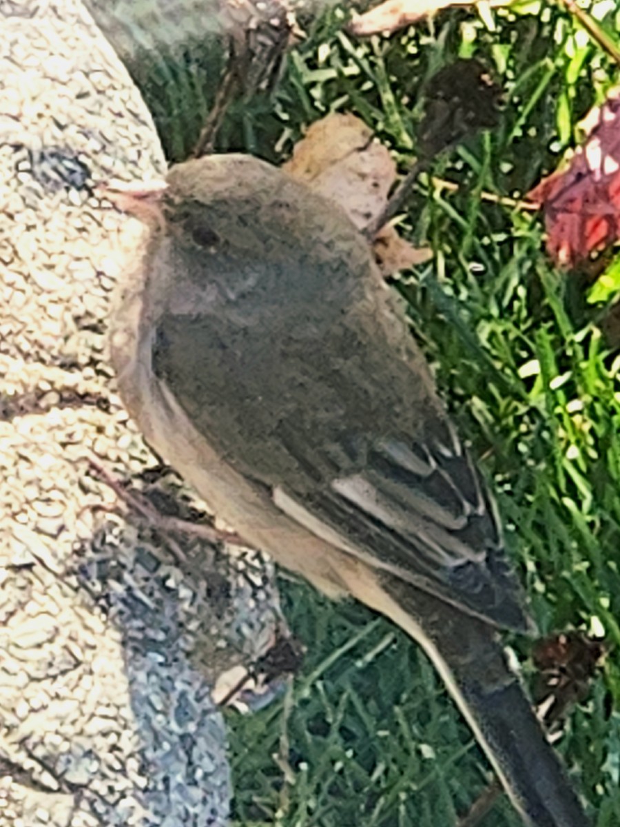 Dark-eyed Junco - ML645353525