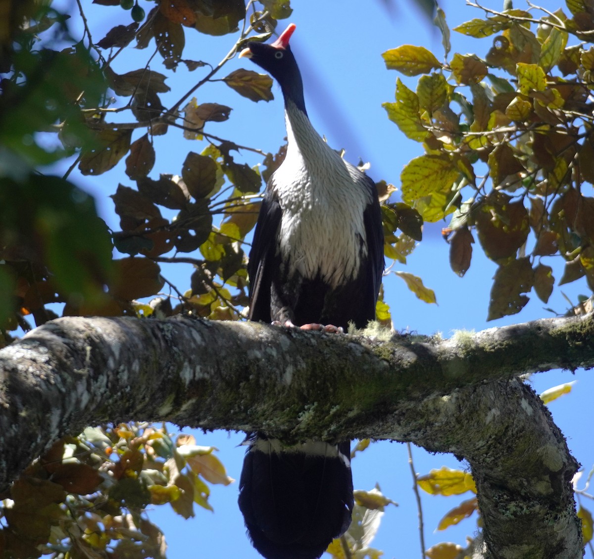 Horned Guan - ML645353527