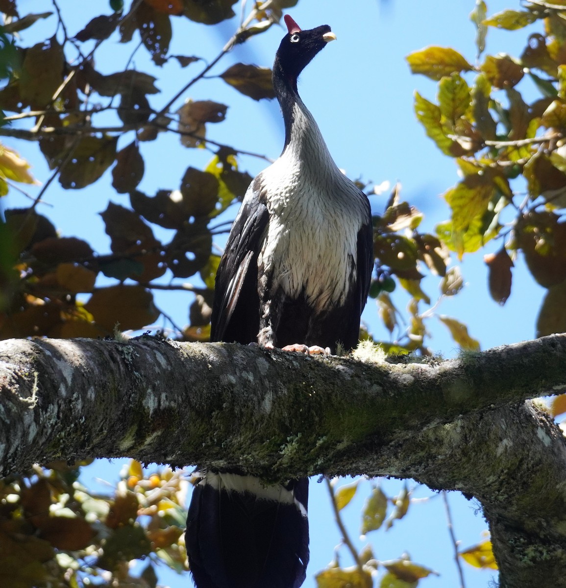 Horned Guan - ML645353528