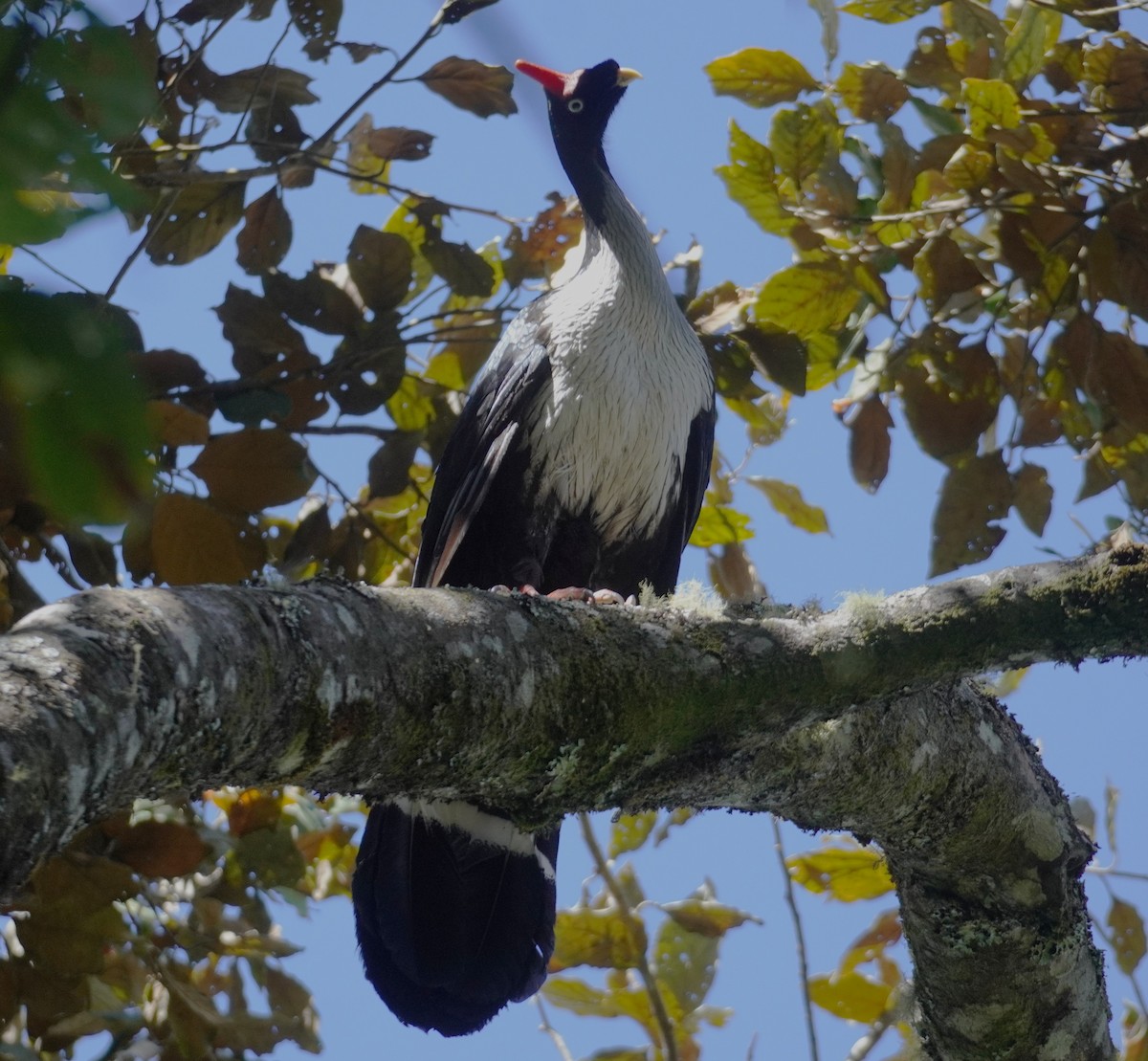Horned Guan - ML645353529