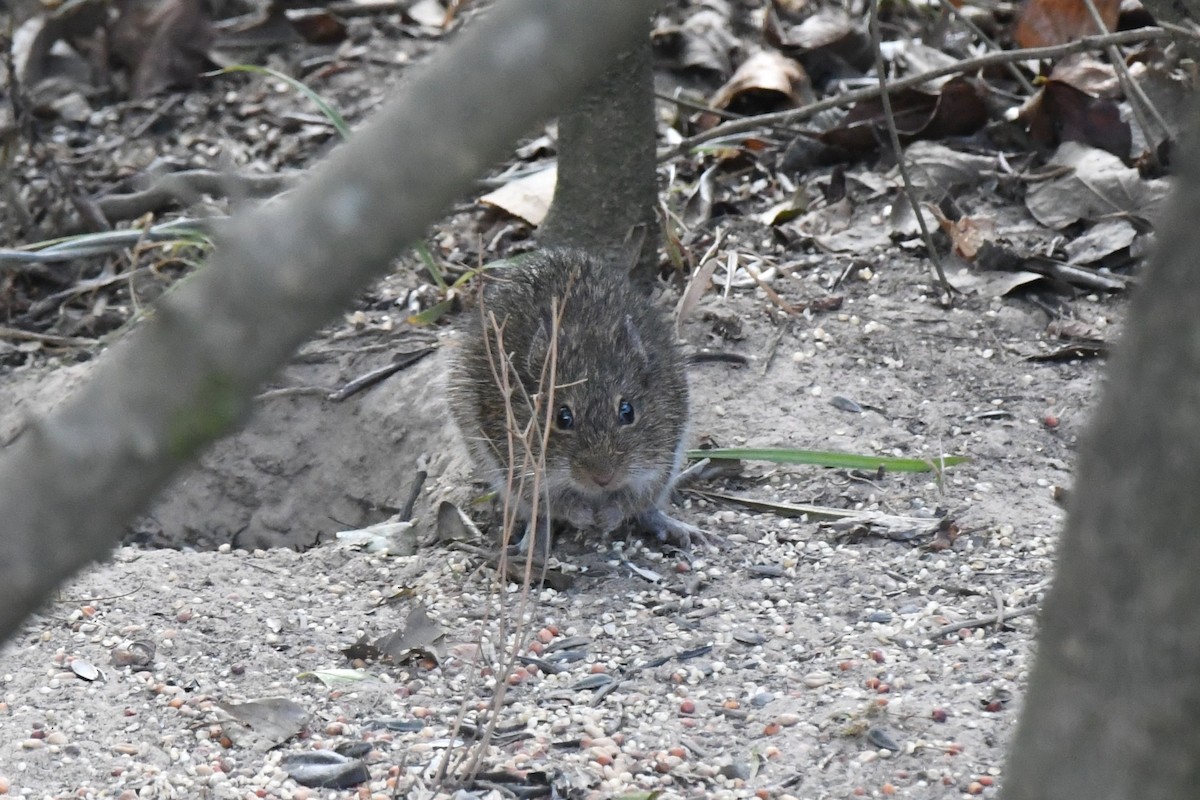 Hispid Cotton Rat - ML645353530