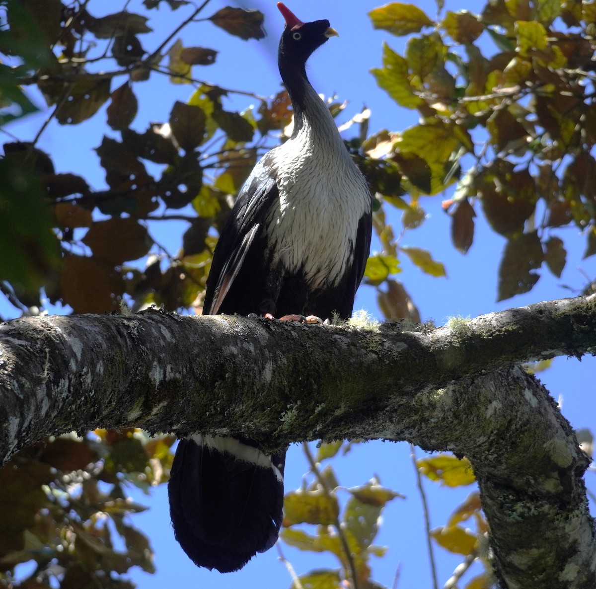 Horned Guan - ML645353531