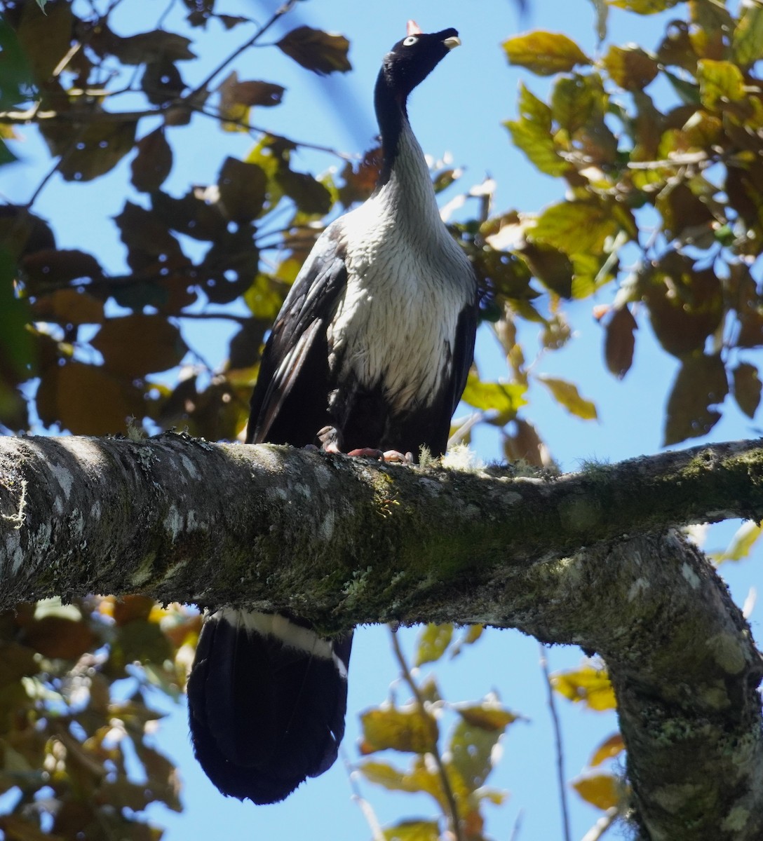 Horned Guan - ML645353532