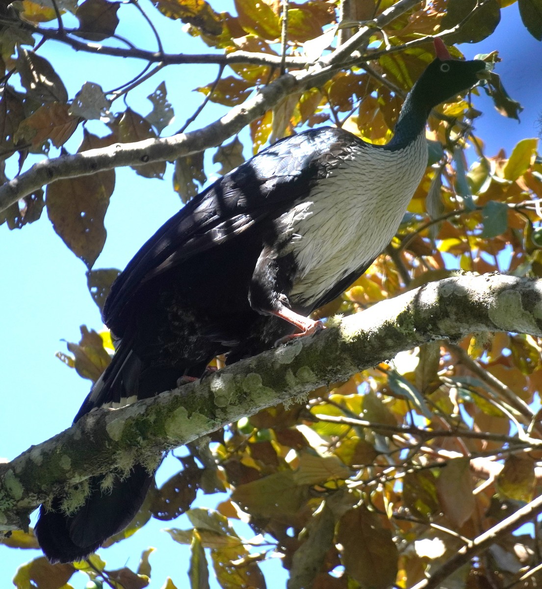 Horned Guan - ML645353533