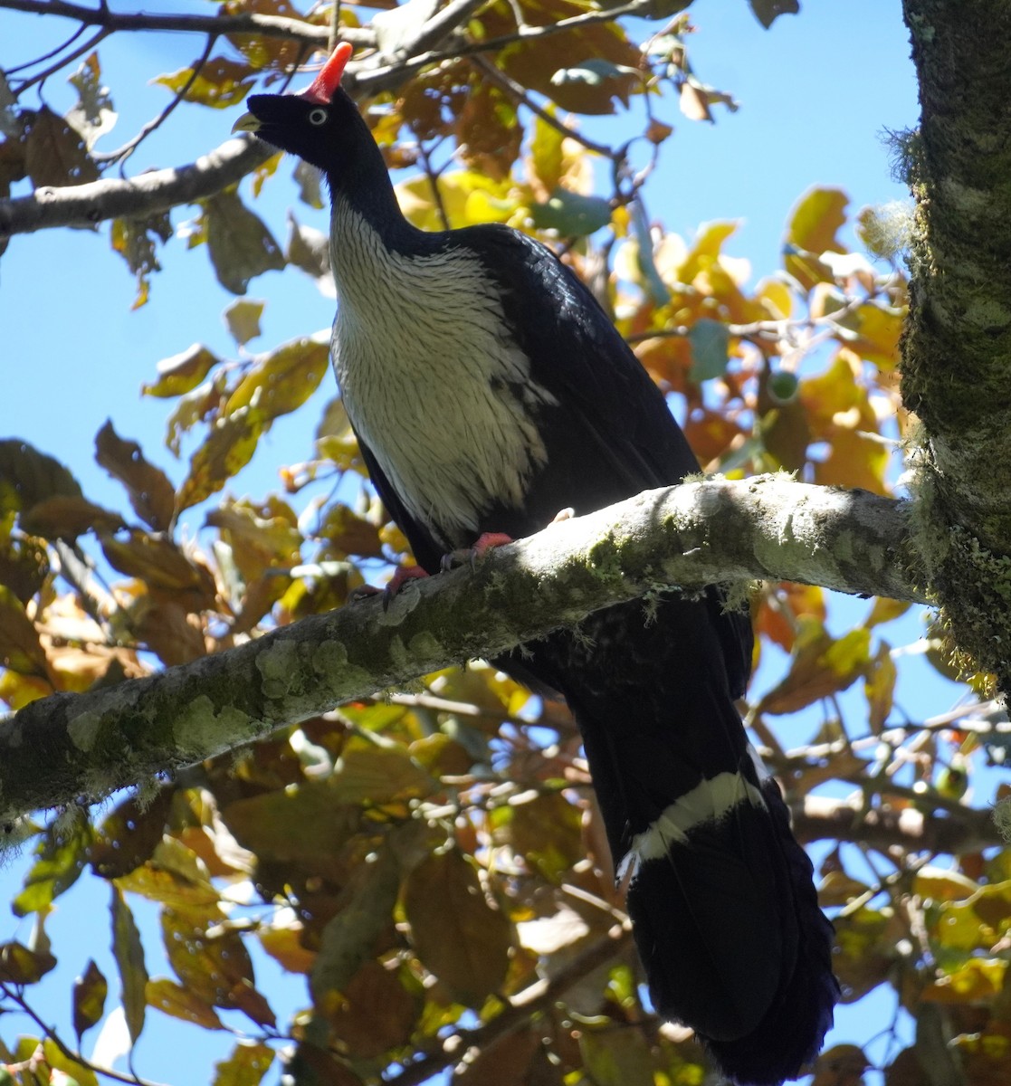 Horned Guan - ML645353534