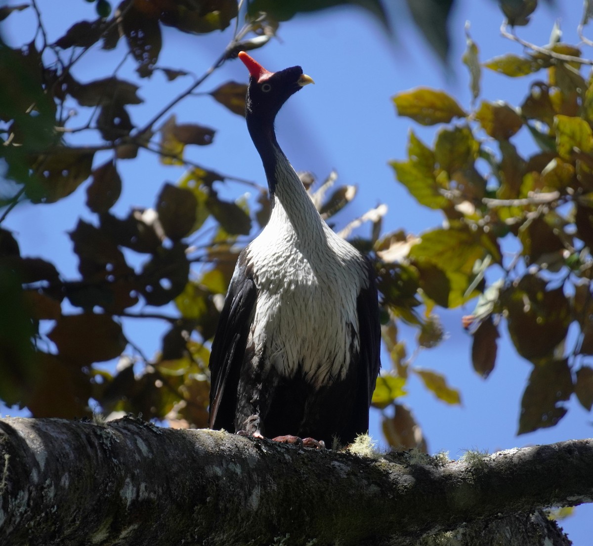 Horned Guan - ML645353535