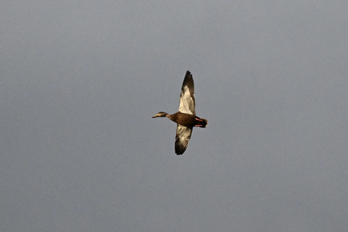 American Black Duck - ML645353536
