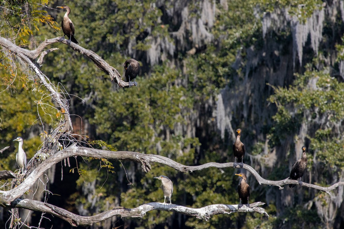 Double-crested Cormorant - ML645353538