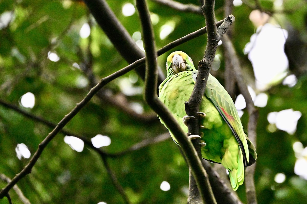 Yellow-crowned Amazon - ML645353545