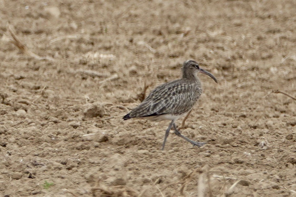 Eurasian Whimbrel (European) - ML645353549