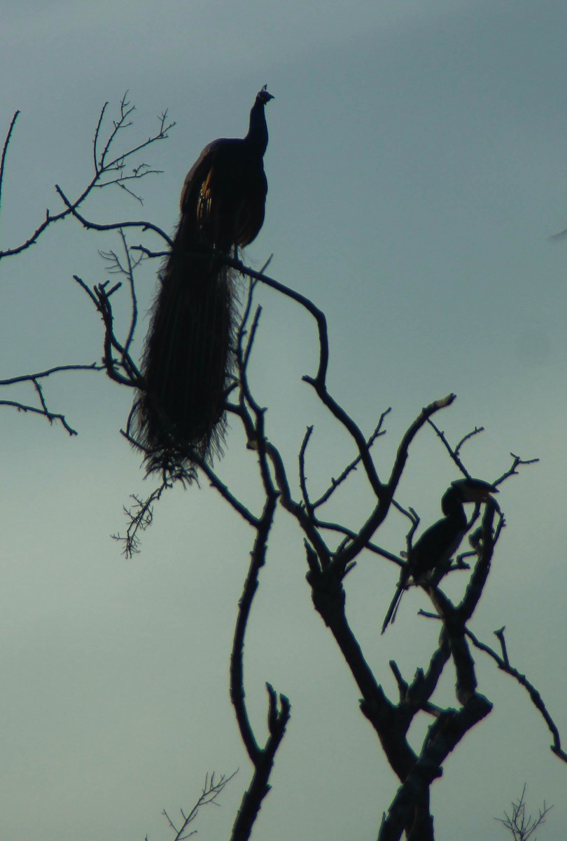 Cálao Coronado - ML645353551