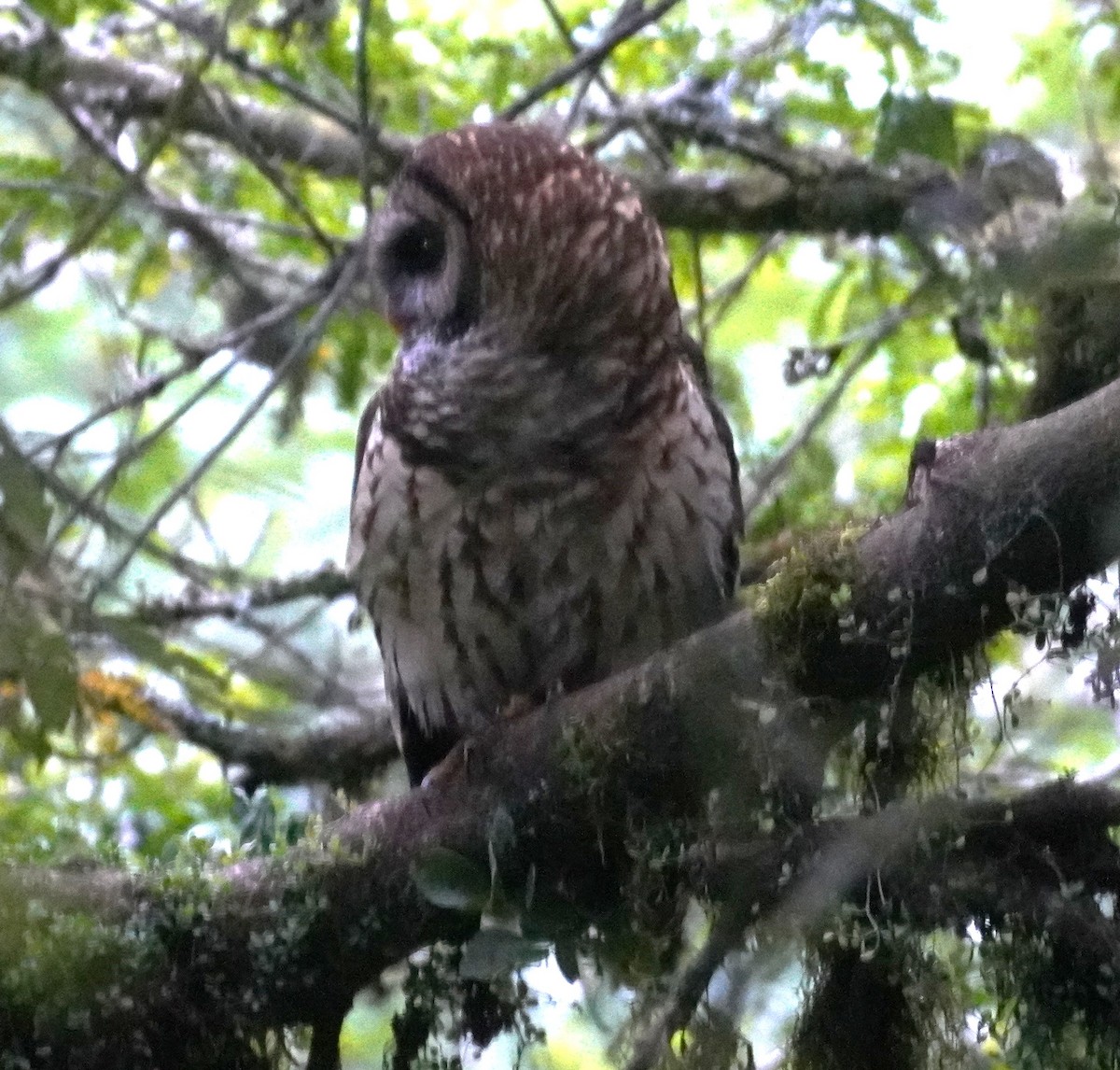 Cárabo Guatemalteco - ML645353552