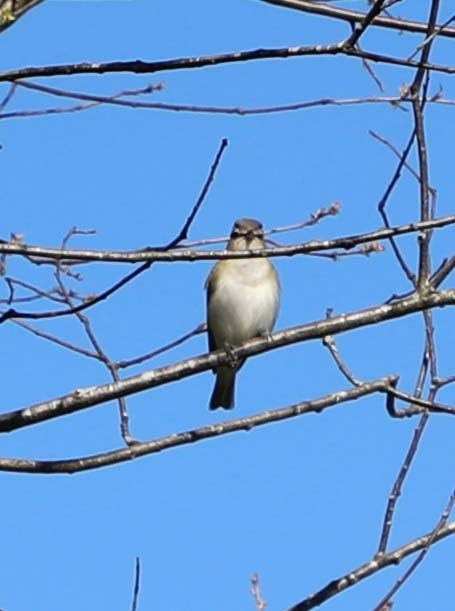 Красноглазый виреон - ML645353557