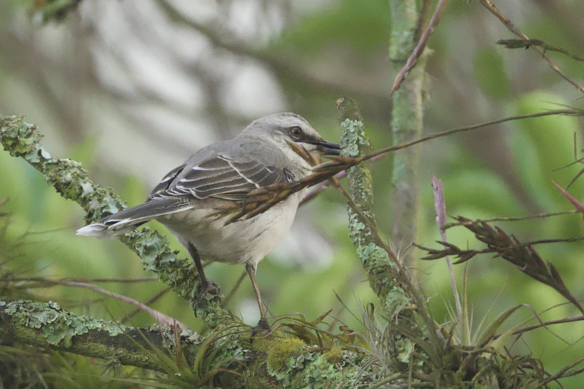 Tropikal Taklitçi - ML645353601