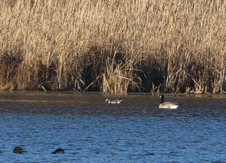 Northern Pintail - ML645353603
