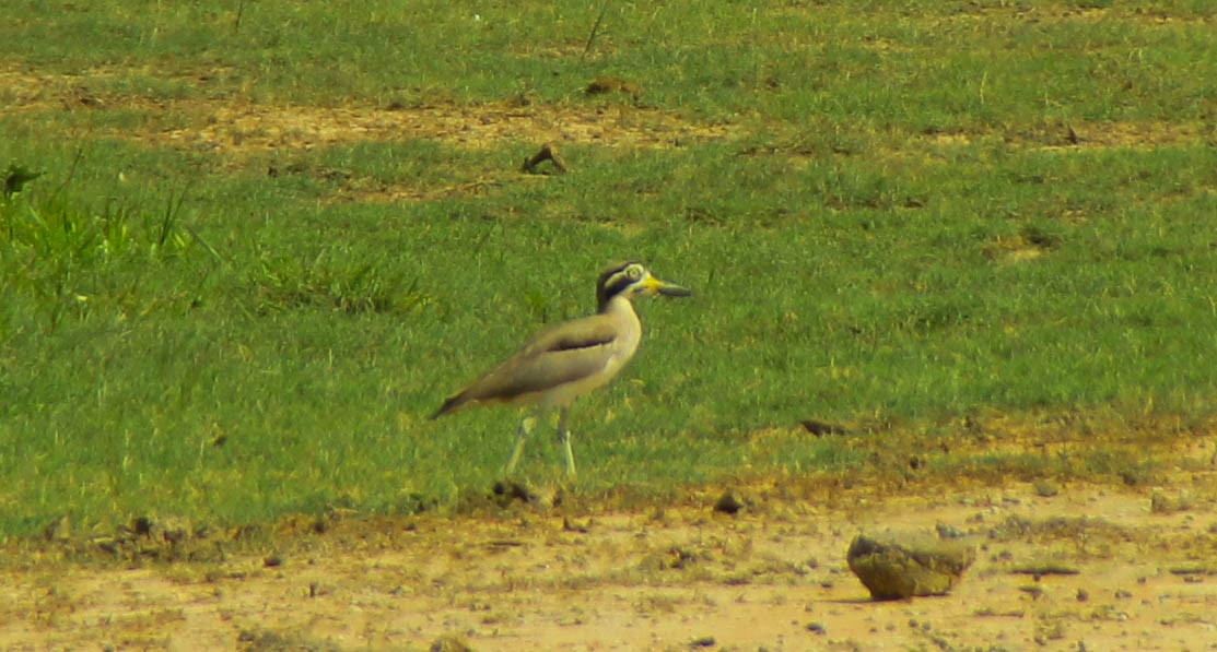 Great Thick-knee - ML645353613