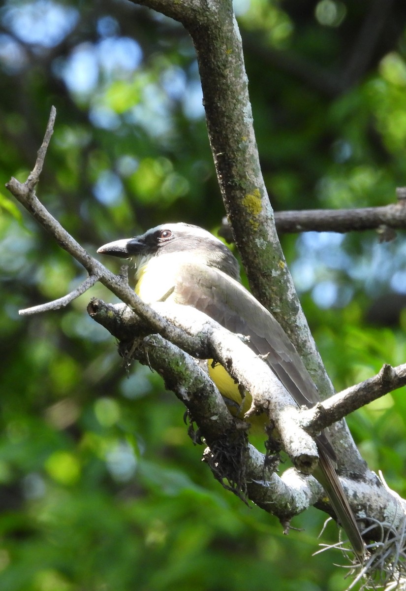 Boat-billed Flycatcher - ML645353619