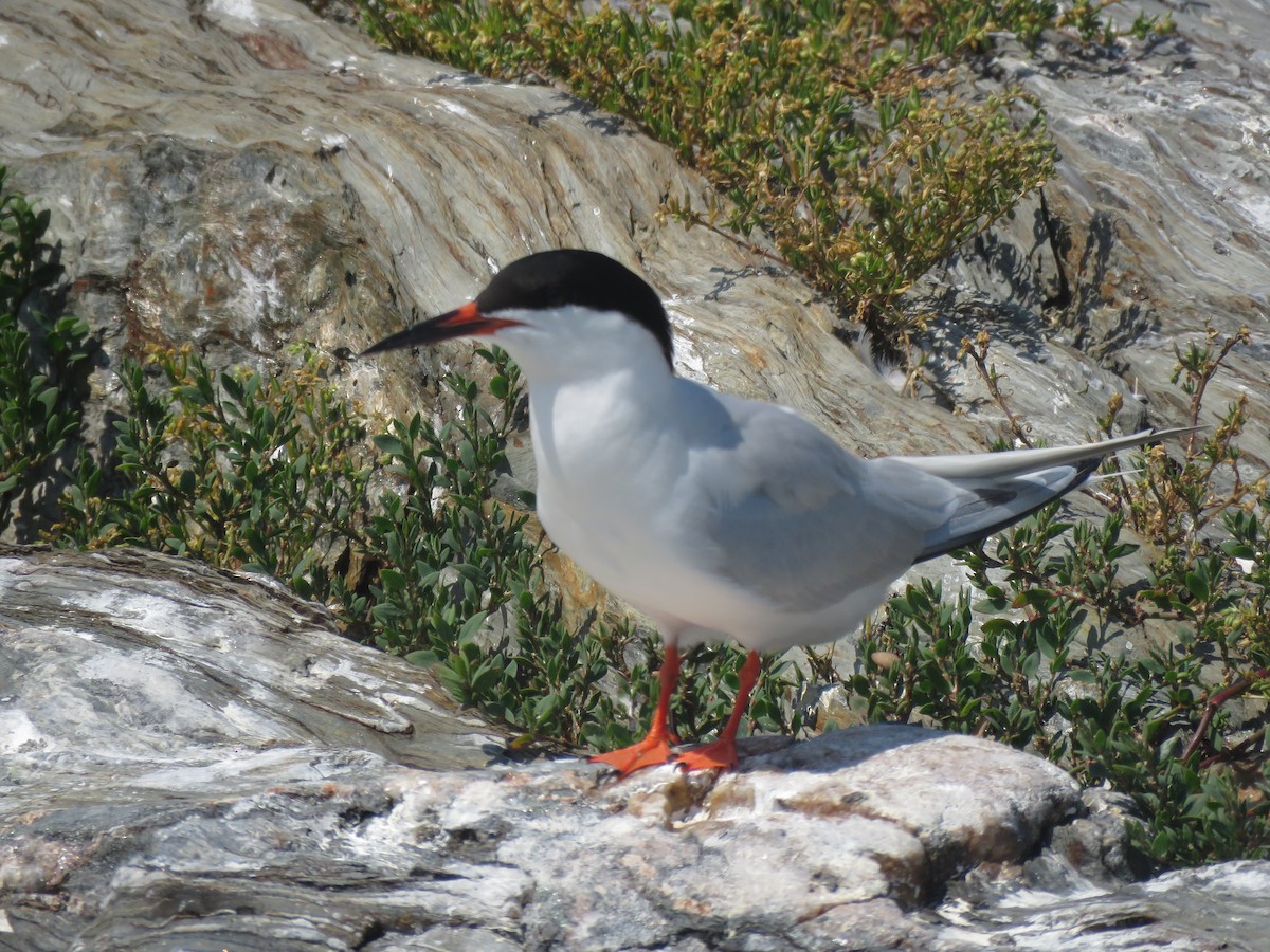 Roseate Tern - ML645353620