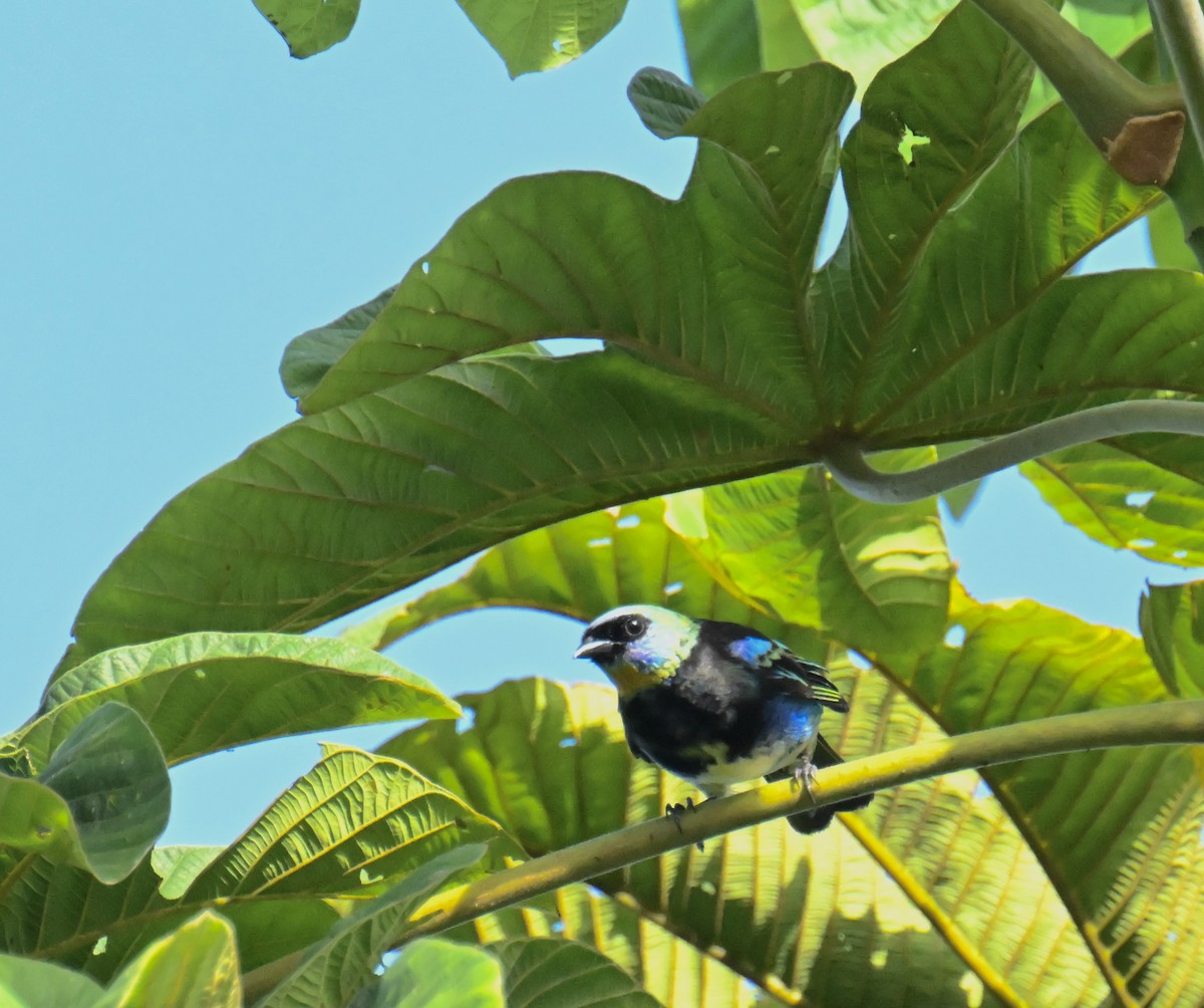 Golden-hooded Tanager - ML645353632