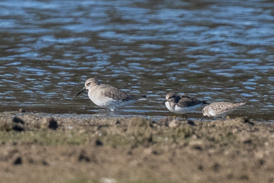 Dunlin - ML645353634
