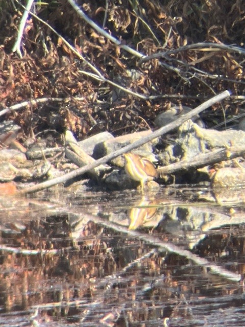 コヨシゴイ - ML645353639