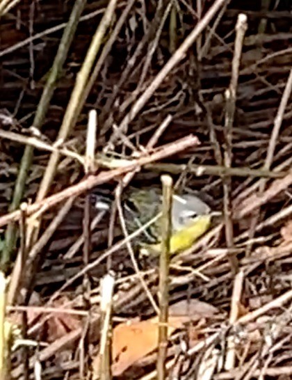 Magnolia Warbler - ML645353641