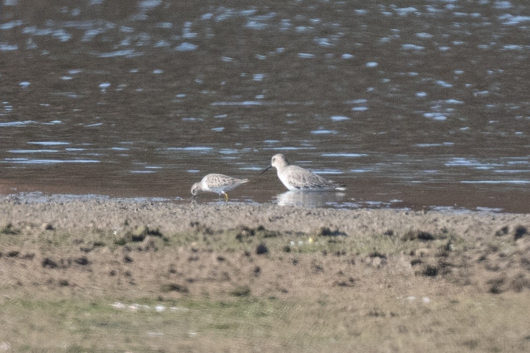 Dunlin - ML645353643