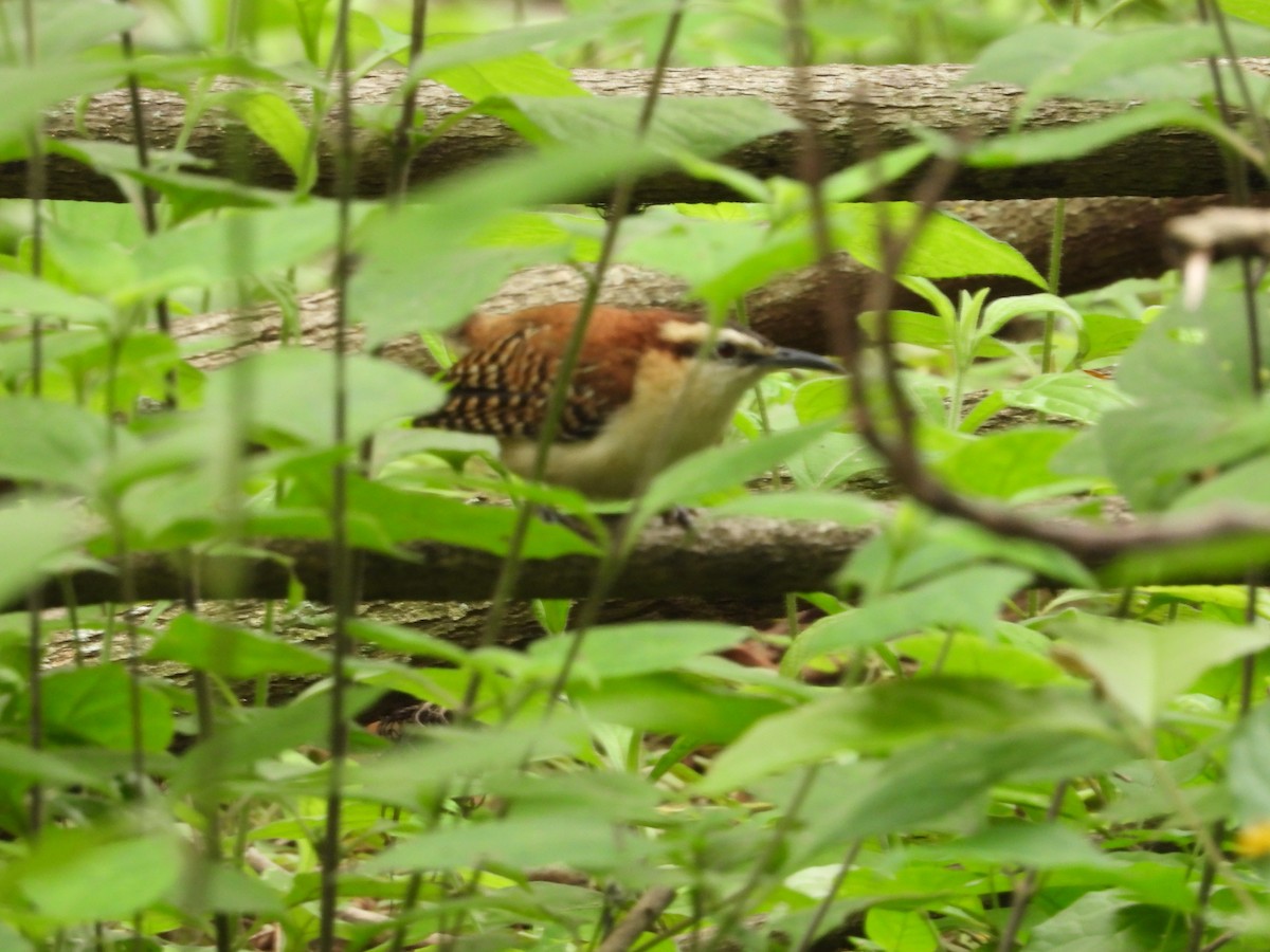 Rufous-backed Wren - ML645353645