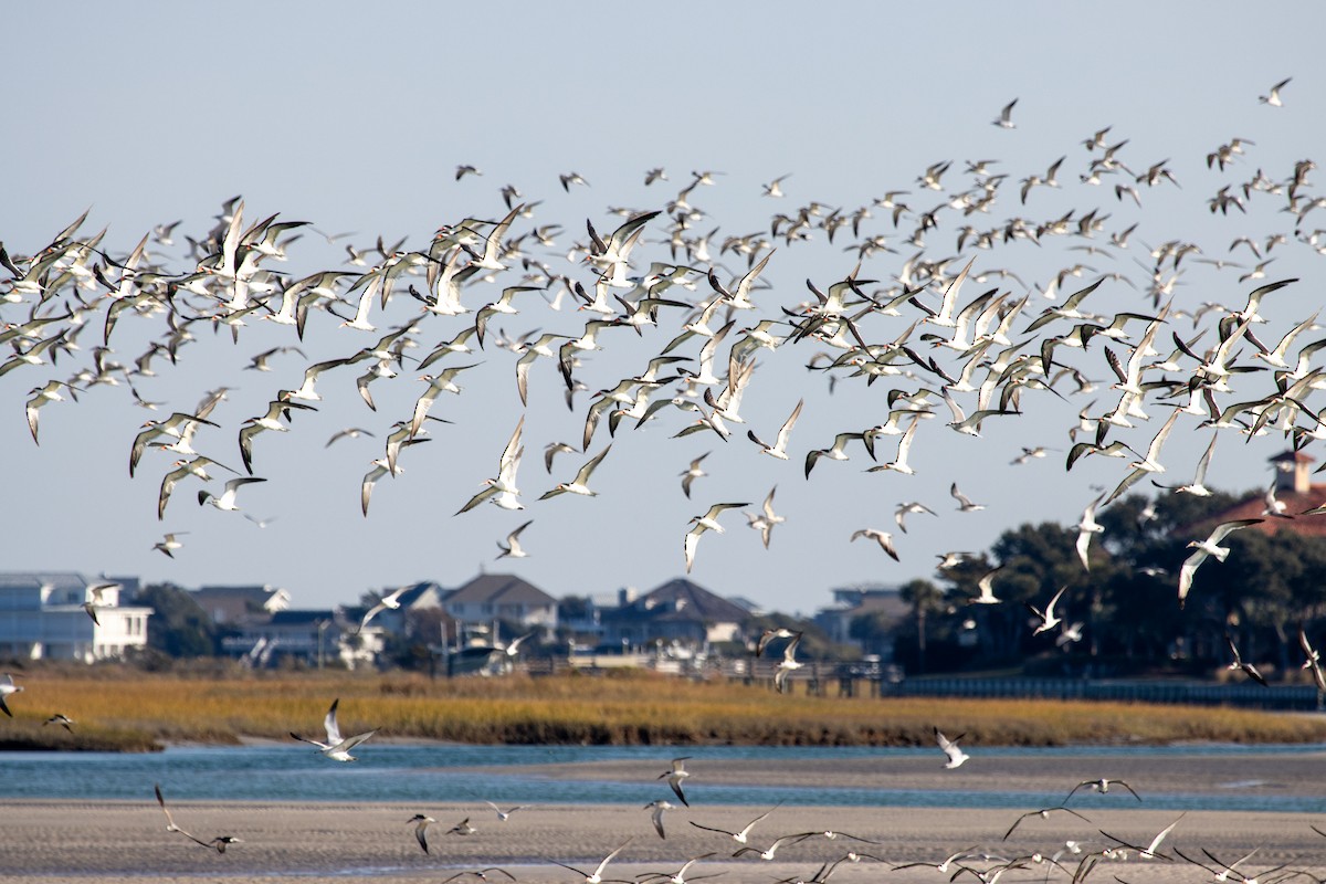 Black Skimmer - ML645353648